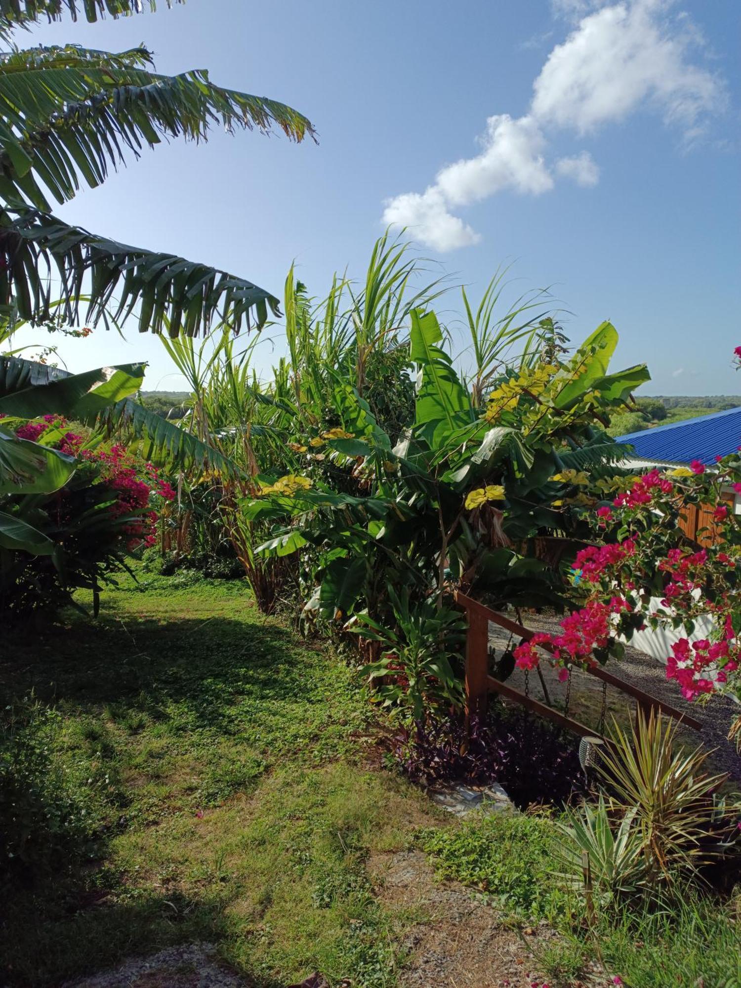 Kaz A Klemence Gite Creole Avec Piscine Et Table Dhotes A Anse Bertrand Exterior photo